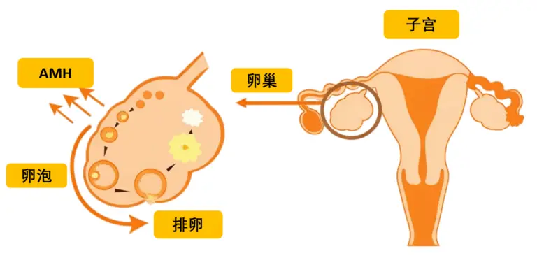 AMH与卵巢功能示意图 - 女性生殖系统解剖结构，包含子宫、卵巢、卵泡发育及排卵过程的中文图解