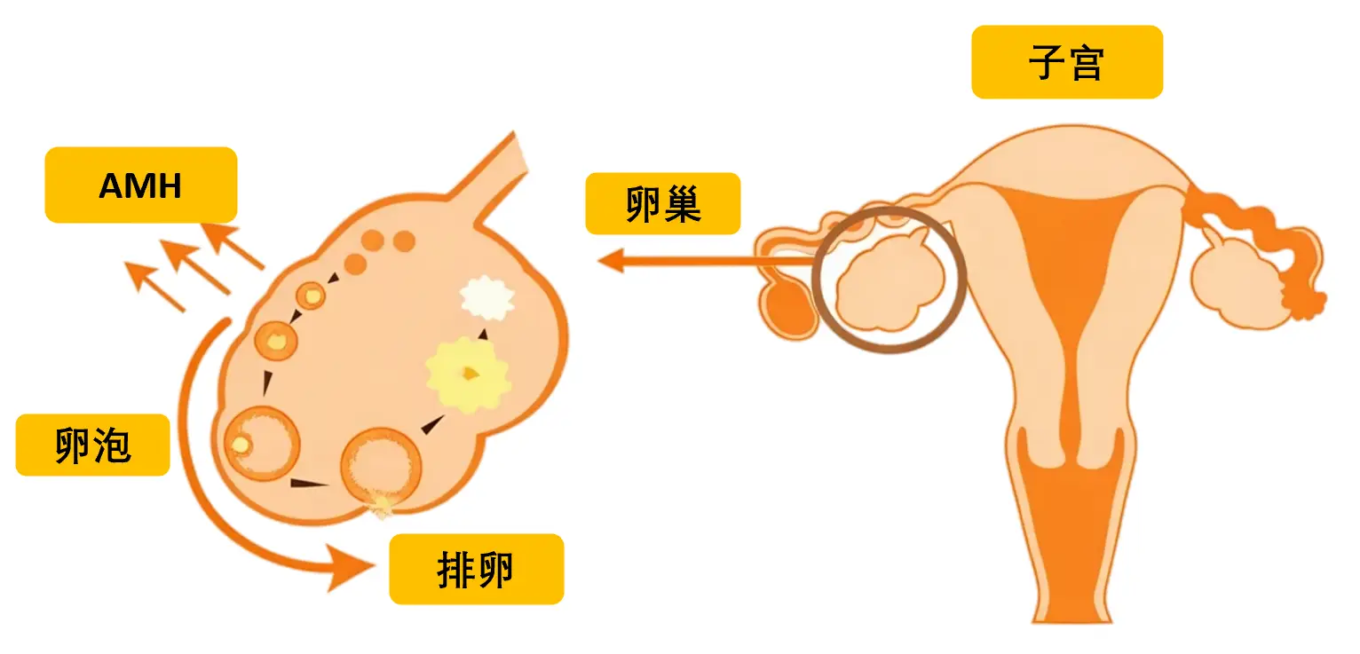 AMH与卵巢功能示意图 - 女性生殖系统解剖结构，包含子宫、卵巢、卵泡发育及排卵过程的中文图解